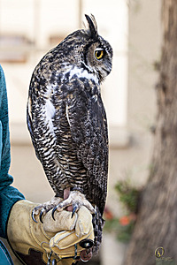 raptors_PR17_IMG_1700.jpg