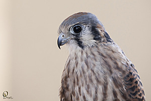 raptors_PR17_IMG_1711.jpg