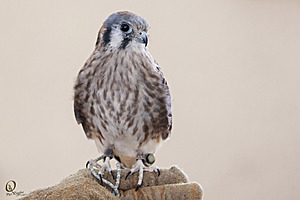 raptors_PR17_IMG_1719.jpg