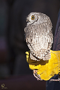 raptors_PR17_IMG_1744.jpg