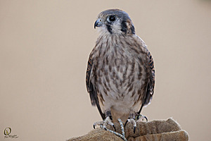 raptors_PR17_IMG_1747.jpg