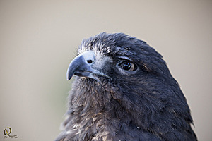 raptors_PR17_IMG_1824.jpg
