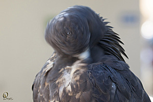 raptors_PR17_IMG_1828.jpg