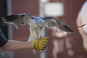 raptors_PR17_IMG_1846.jpg