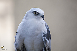 raptors_PR17_IMG_1850.jpg