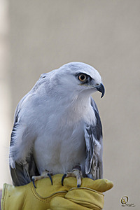 raptors_PR17_IMG_1854.jpg