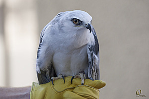 raptors_PR17_IMG_1855.jpg