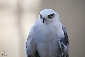 raptors_PR17_IMG_1857.jpg