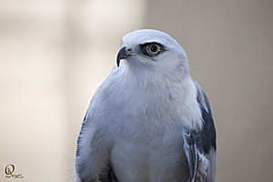 raptors_PR17_IMG_1859.jpg