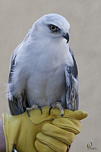 raptors_PR17_IMG_1862.jpg