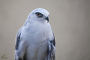 raptors_PR17_IMG_1867.jpg