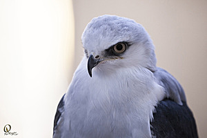 raptors_PR17_IMG_1879.jpg