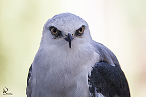 raptors_PR17_IMG_1880.jpg