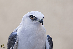 raptors_PR17_IMG_1921.jpg