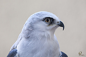 raptors_PR17_IMG_1932.jpg