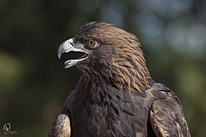 raptors_PR17_IMG_1938.jpg