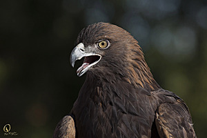 raptors_PR17_IMG_1941.jpg