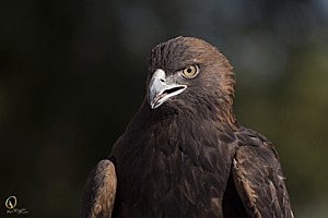 raptors_PR17_IMG_1949.jpg