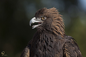 raptors_PR17_IMG_1956.jpg