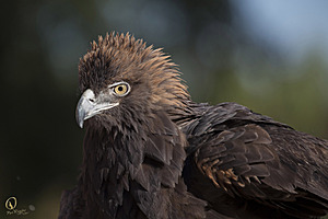 raptors_PR17_IMG_1960.jpg