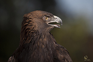 raptors_PR17_IMG_1966.jpg