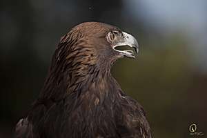 raptors_PR17_IMG_1969.jpg