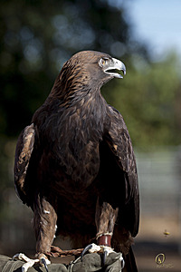raptors_PR17_IMG_1973.jpg