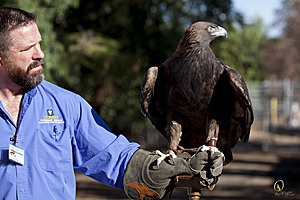 raptors_PR17_IMG_1975.jpg