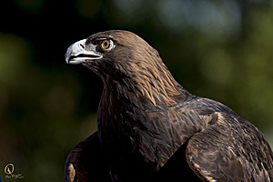 raptors_PR17_IMG_1986.jpg