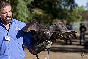 raptors_PR17_IMG_2002.jpg