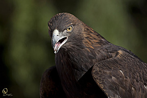 raptors_PR17_IMG_2011.jpg