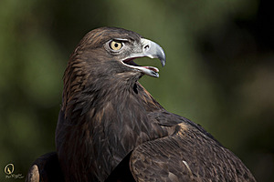 raptors_PR17_IMG_2013.jpg