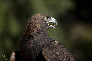raptors_PR17_IMG_2016.jpg