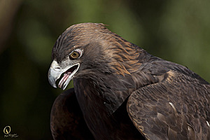 raptors_PR17_IMG_2019.jpg