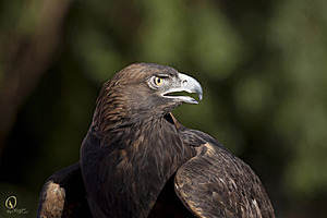 raptors_PR17_IMG_2022.jpg
