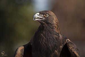 raptors_PR17_IMG_2023.jpg