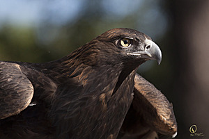 raptors_PR17_IMG_2039.jpg