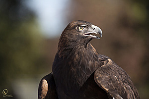 raptors_PR17_IMG_2045.jpg