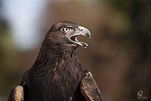 raptors_PR17_IMG_2048.jpg