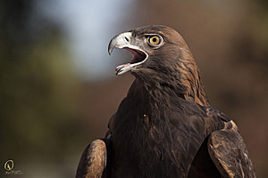 raptors_PR17_IMG_2051.jpg