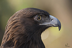raptors_PR17_IMG_2067.jpg