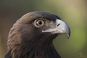 raptors_PR17_IMG_2080.jpg