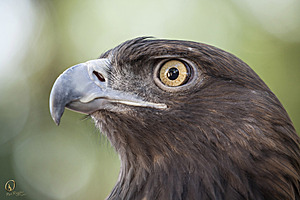 raptors_PR17_IMG_2101.jpg