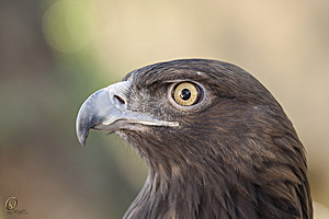 raptors_PR17_IMG_2124.jpg