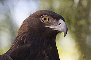 raptors_PR17_IMG_2135.jpg