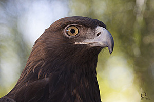 raptors_PR17_IMG_2136.jpg