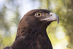 raptors_PR17_IMG_2140.jpg