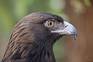 raptors_PR17_IMG_2174.jpg