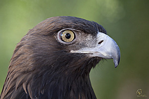raptors_PR17_IMG_2179.jpg