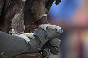 raptors_PR17_IMG_2184.jpg